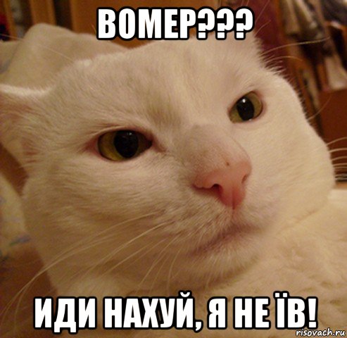 вомер??? иди нахуй, я не їв!, Мем Дерзкий котэ