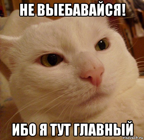 не выебавайся! ибо я тут главный, Мем Дерзкий котэ