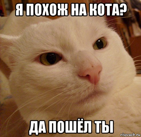 я похож на кота? да пошёл ты, Мем Дерзкий котэ