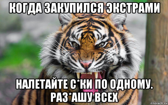 когда закупился экстрами налетайте с*ки по одному. раз*ашу всех, Мем ДЕРЗКИЙ ТИГР