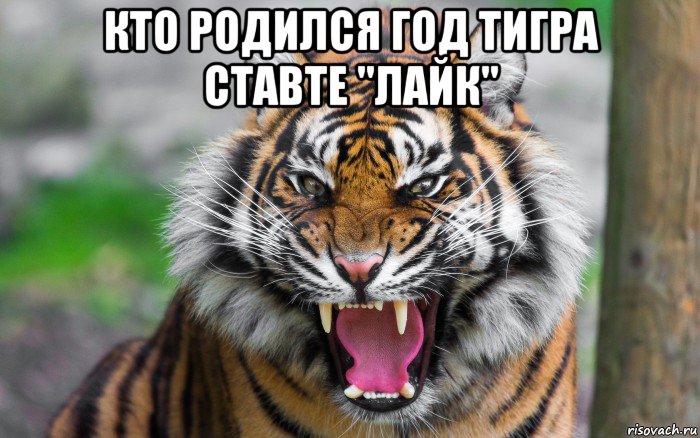 кто родился год тигра ставте "лайк" , Мем ДЕРЗКИЙ ТИГР