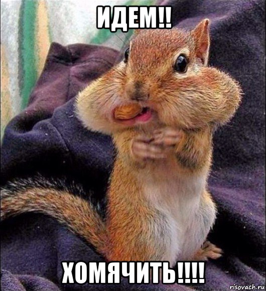 идем!! хомячить!!!!