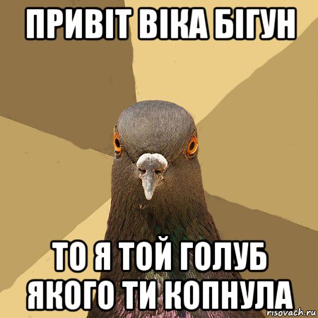 привіт віка бігун то я той голуб якого ти копнула, Мем голубь