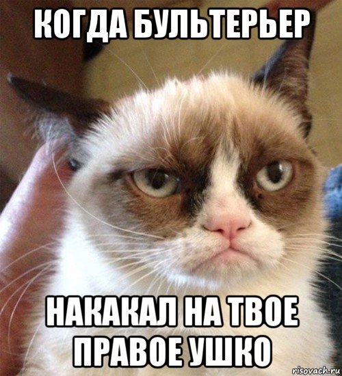 когда бультерьер накакал на твое правое ушко, Мем Грустный (сварливый) кот