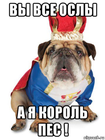 вы все ослы а я король пес !, Мем Король Пес