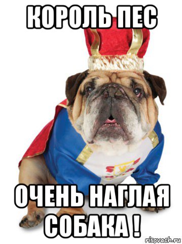 король пес очень наглая собака !, Мем Король Пес