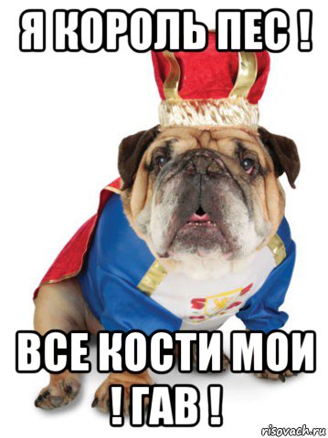 я король пес ! все кости мои ! гав !