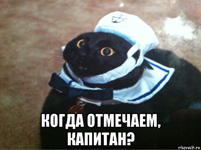  когда отмечаем, капитан?, Мем Кот-матрос
