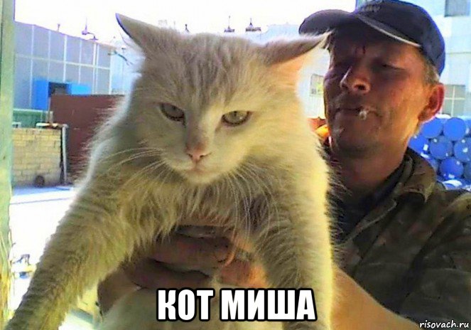  кот миша