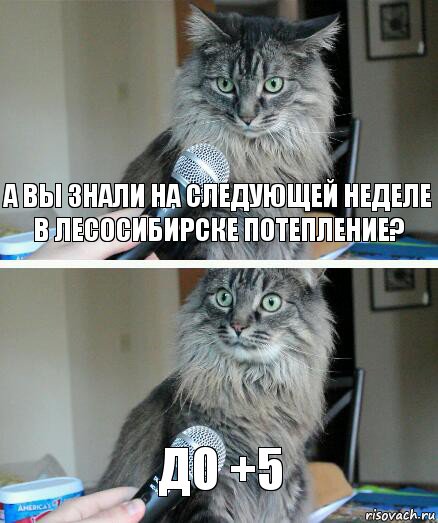 А вы знали на следующей неделе в Лесосибирске потепление? До +5, Комикс  кот с микрофоном