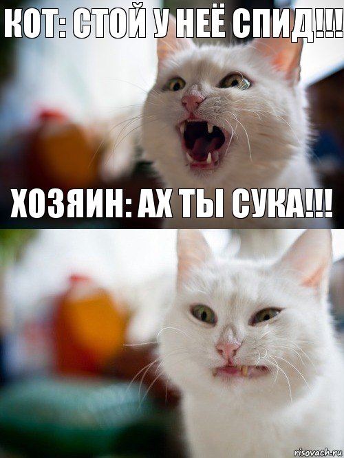 кот: стой у неё спид!!! хозяин: ах ты сука!!!, Комикс   Котэ предупреждал