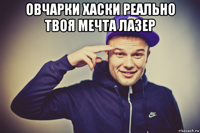 овчарки хаски реально твоя мечта лазер 