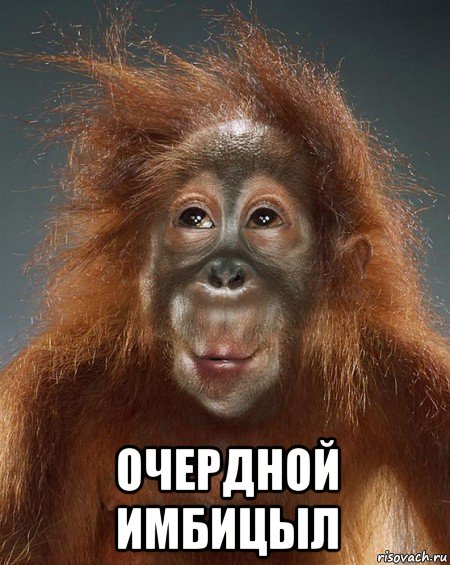  очердной имбицыл