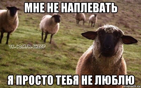 мне не наплевать я просто тебя не люблю, Мем  Наивная Овца