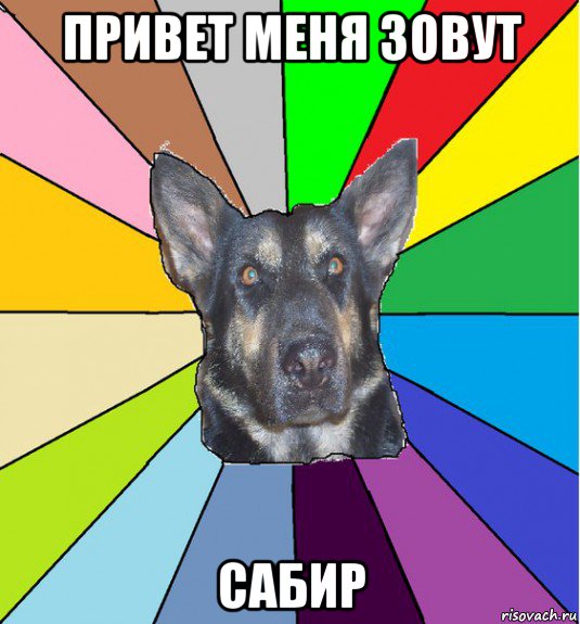 привет меня зовут сабир, Мем Офигевшая собака