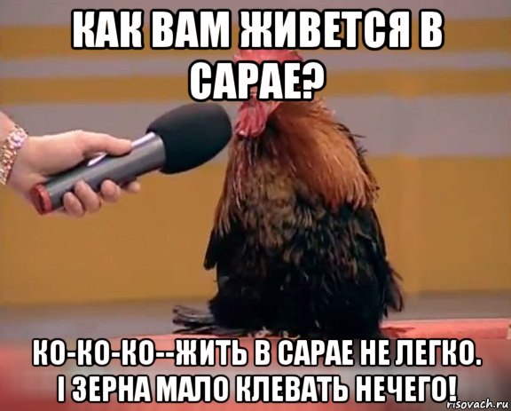 как вам живется в сарае? ко-ко-ко--жить в сарае не легко. і зерна мало клевать нечего!