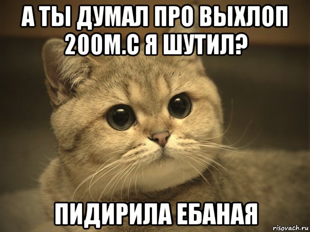 а ты думал про выхлоп 200м.с я шутил? пидирила ебаная, Мем Пидрила ебаная котик