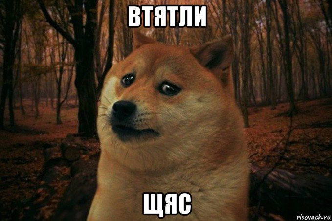 втятли щяс, Мем SAD DOGE