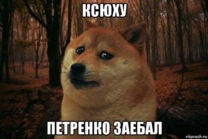 ксюху петренко заебал, Мем SAD DOGE