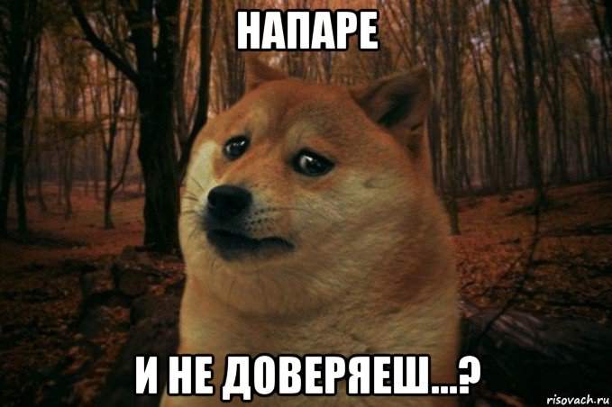 напаре и не доверяеш...?, Мем SAD DOGE