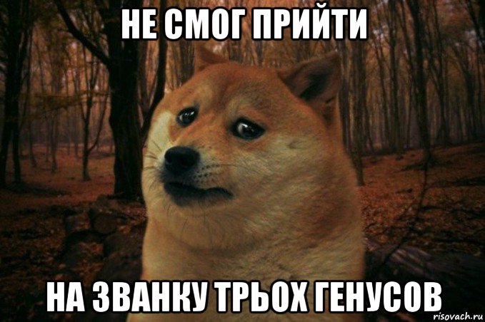 не смог прийти на званку трьох генусов, Мем SAD DOGE