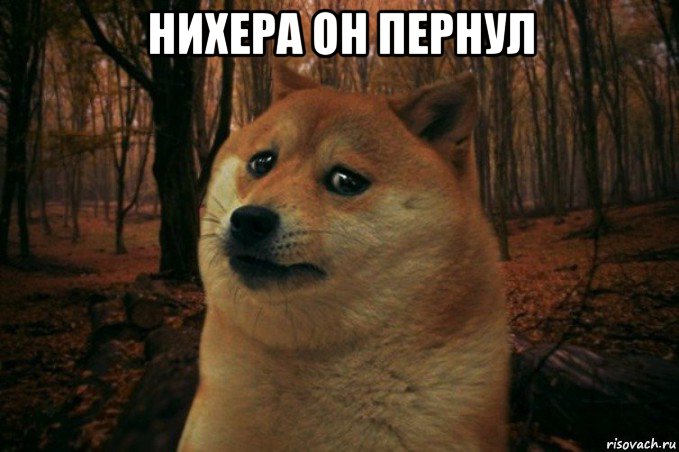 нихера он пернул , Мем SAD DOGE