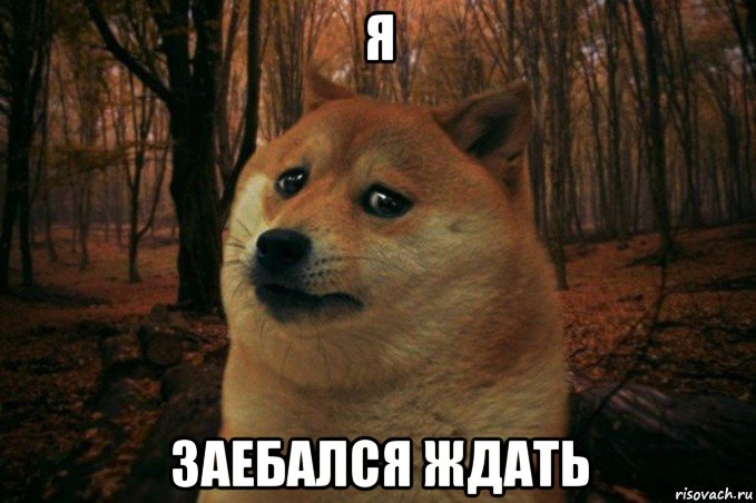 я заебался ждать, Мем SAD DOGE