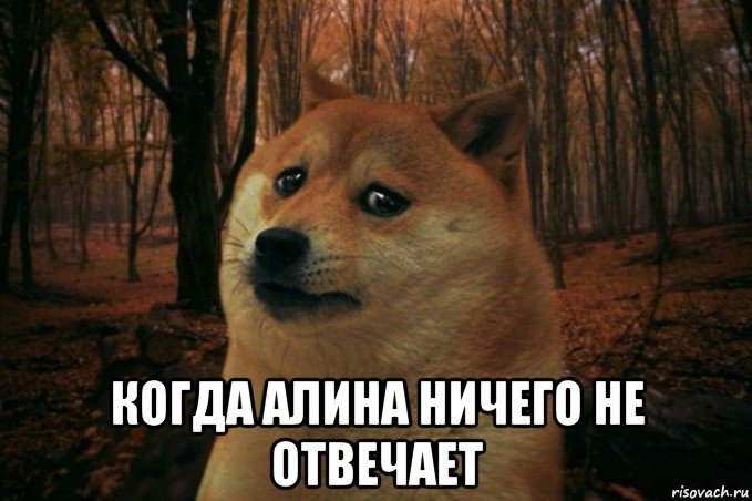  когда алина ничего не отвечает, Мем SAD DOGE