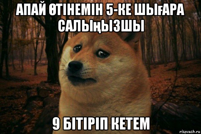 апай Өтінемін 5-ке шығара салыңызшы 9 бітіріп кетем, Мем SAD DOGE