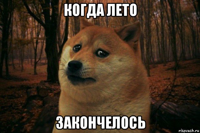 когда лето закончелось, Мем SAD DOGE