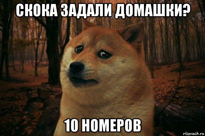 скока задали домашки? 10 номеров, Мем SAD DOGE