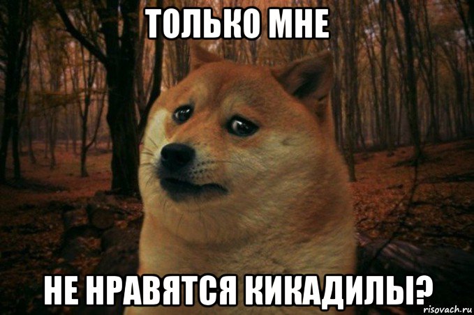 только мне не нравятся кикадилы?, Мем SAD DOGE