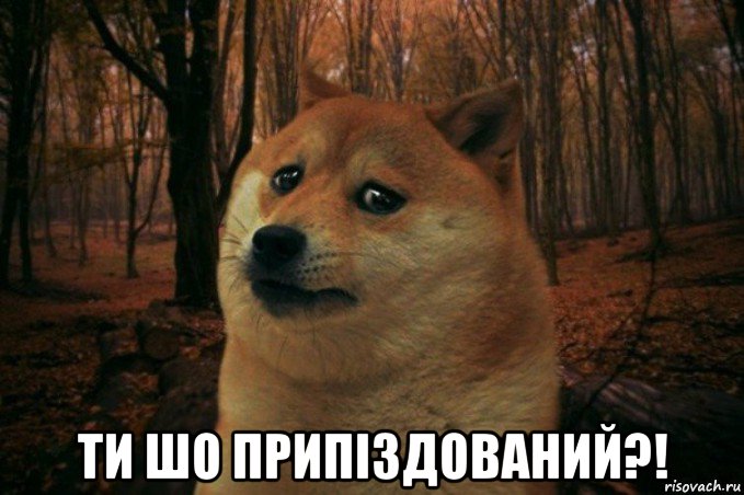  ти шо припіздований?!, Мем SAD DOGE