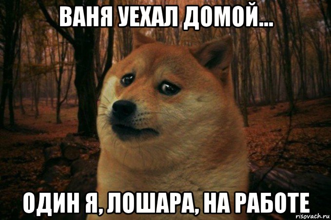 ваня уехал домой... один я, лошара, на работе, Мем SAD DOGE