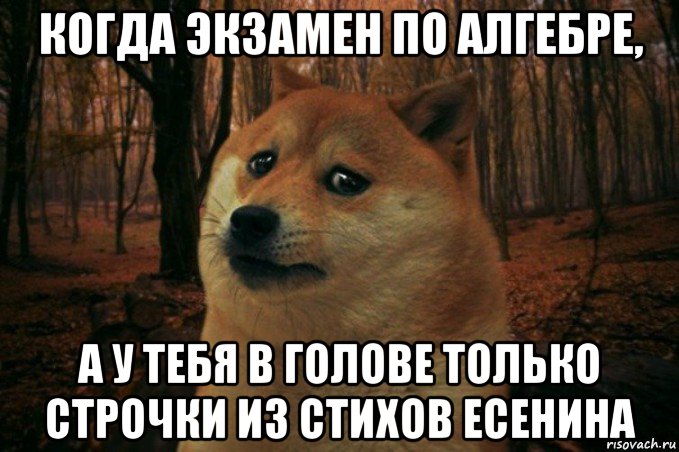 когда экзамен по алгебре, а у тебя в голове только строчки из стихов есенина, Мем SAD DOGE