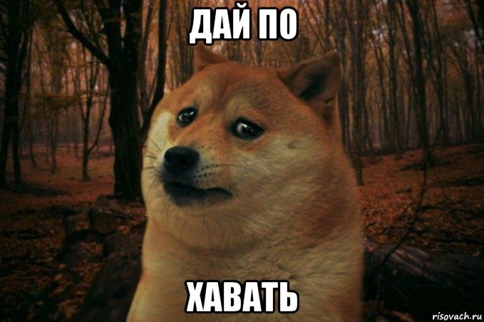 дай по хавать, Мем SAD DOGE