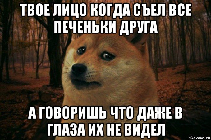 твое лицо когда съел все печеньки друга а говоришь что даже в глаза их не видел, Мем SAD DOGE