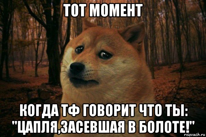 тот момент когда тф говорит что ты: "цапля,засевшая в болоте!", Мем SAD DOGE