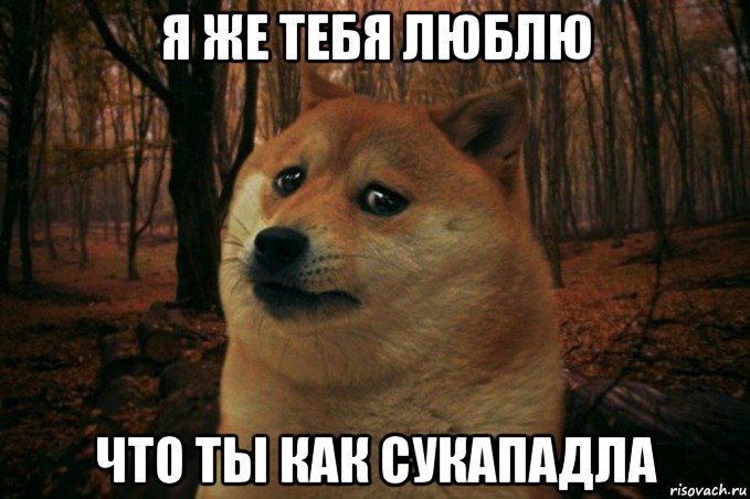 я же тебя люблю что ты как сукападла, Мем SAD DOGE