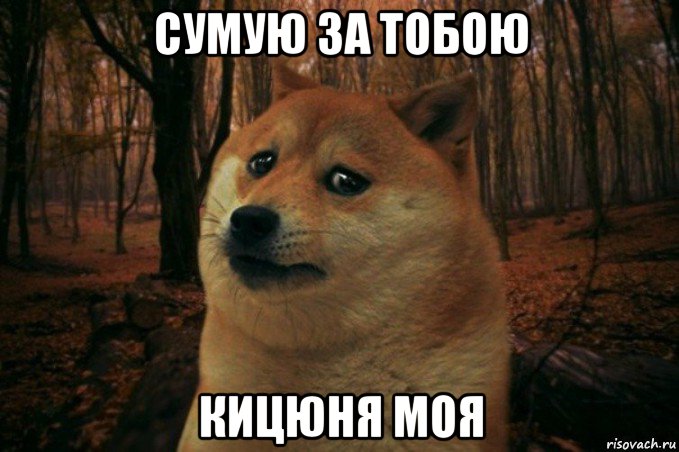 сумую за тобою кицюня моя, Мем SAD DOGE