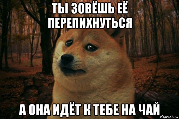 ты зовёшь её перепихнуться а она идёт к тебе на чай, Мем SAD DOGE