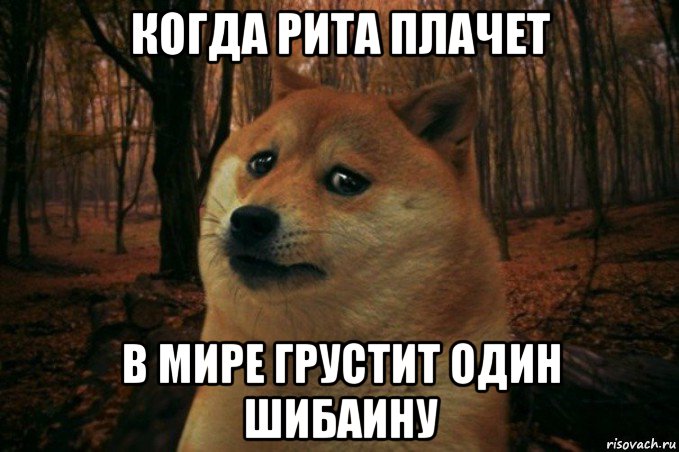 когда рита плачет в мире грустит один шибаину, Мем SAD DOGE