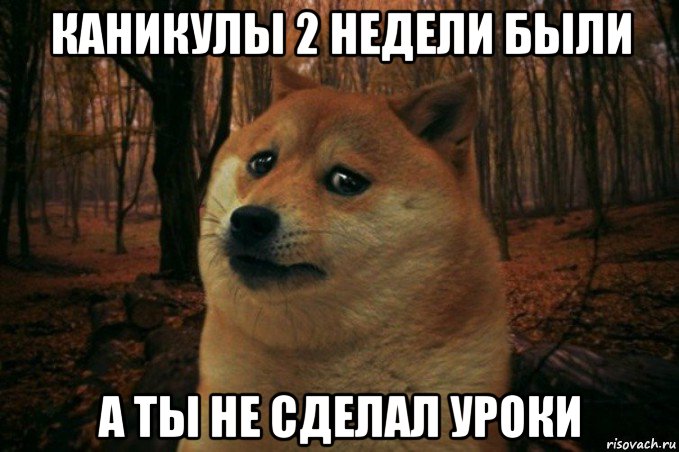 каникулы 2 недели были а ты не сделал уроки, Мем SAD DOGE