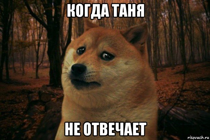 когда таня не отвечает, Мем SAD DOGE