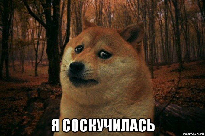  я соскучилась, Мем SAD DOGE