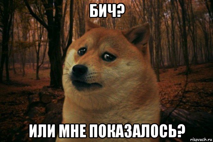 бич? или мне показалось?, Мем SAD DOGE