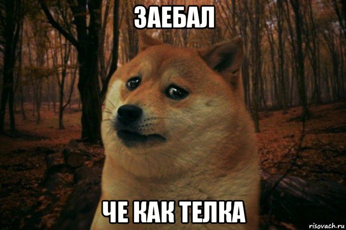 заебал че как телка, Мем SAD DOGE