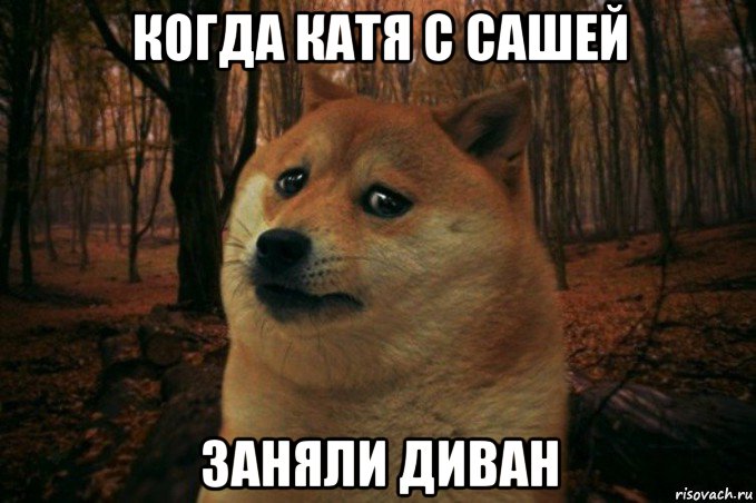 когда катя с сашей заняли диван, Мем SAD DOGE