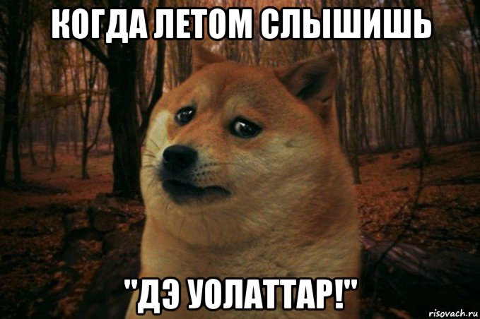 когда летом слышишь "дэ уолаттар!", Мем SAD DOGE