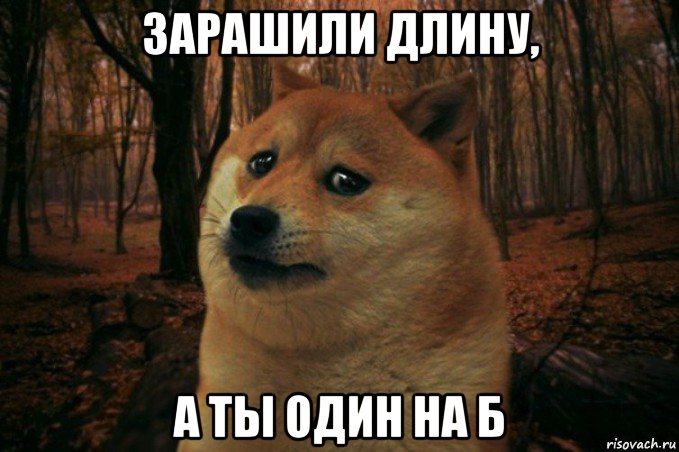 зарашили длину, а ты один на б, Мем SAD DOGE